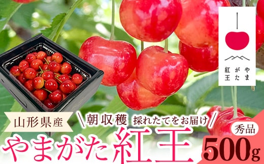 【先行予約】 令和8年産 さくらんぼ やまがた紅王 2Lサイズ以上 秀品 500g （500g×1パック） 2026年産 山形県産【2026年6月中旬頃～6月下旬頃発送予定】※配送不可 沖縄・離島 025-A-RF004