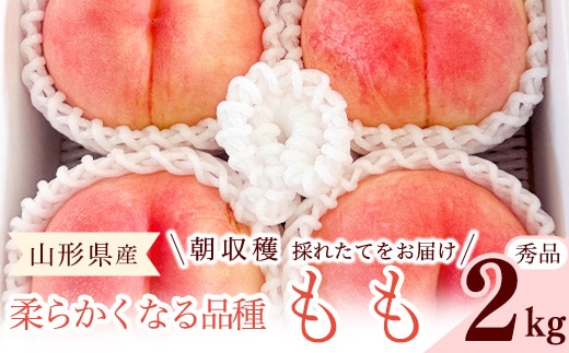 先行予約 令和8年産 山形の桃 やわらかくなる白桃 秀品 2kg 品種おまかせ 2026年産 山形県産【2026年8月上旬頃～9月下旬頃発送予定】※配送不可 沖縄・離島 010-B-RF005