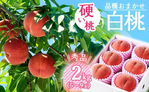 有機肥料栽培 硬めの 白桃 2kg（5～9玉） 秀品 品種おまかせ 山形産