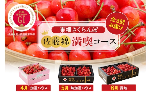 【2026年産 先行予約】 GI「東根さくらんぼ」 佐藤錦 満喫 コース (2026年4月下旬～5月中旬からスタート) 山形県 東根市 hi001-041