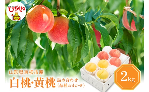 【2026年産 先行予約】 白桃＆黄桃 詰め合わせ (品種おまかせ) 2kg 秀品 化粧箱入り 東根農産センター提供 山形県 東根市 hi027-263