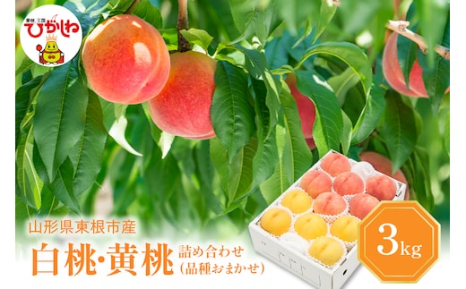 【2026年産 先行予約】 白桃＆黄桃 詰め合わせ (品種おまかせ) 3kg 秀品 化粧箱入り 東根農産センター提供 山形県 東根市 hi027-264