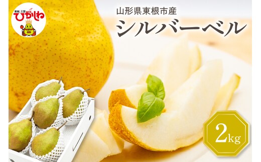 【令和7年産 先行予約】西洋梨シルバーベル2kg 山形県 東根市 東根農産センター提供 hi027-200-1
