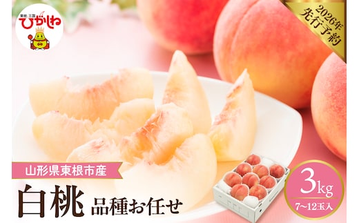 【2026年産先行予約】 採れたて白桃(品種お任せ) 約3kg (7～12玉) 山形県 東根市 hi026-055