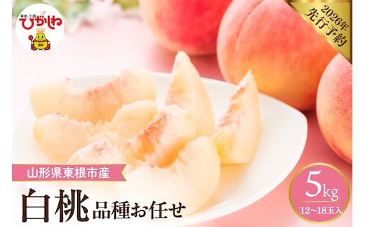 【2026年産先行予約】 採れたて白桃(品種お任せ) 約5kg (12～18玉) 山形県 東根市 hi026-056