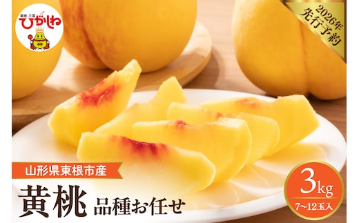【2026年産先行予約】 採れたて黄桃(品種お任せ) 約3kg (7～12玉)晴天畑提供 山形県 東根市 hi026-057