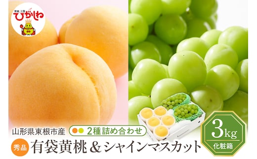 【2026年】東根市産 有袋黄桃（品種おまかせ）＆シャインマスカット 詰め合わせ 3kg 秀品 化粧箱入り 山形県 東根市 hi027-239