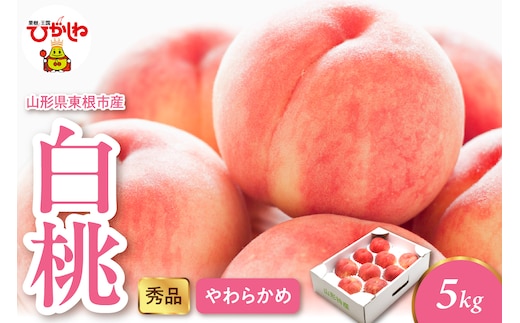 2026年産 白桃（柔らかめ） 5kg 秀品 山形県 東根市 hi082-050