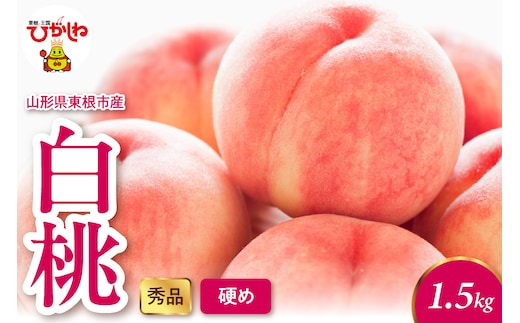 2026年産 白桃（硬め） 1.5kg 秀品 山形県 東根市 hi082-052