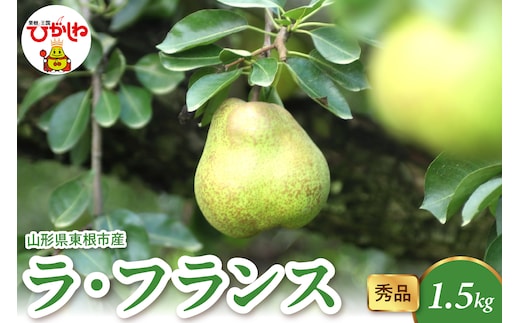 【2026年産】 ラ・フランス 1.5kg（4-7玉） 秀品 山形県 東根市 千笑花夢提供 hi082-019-r8