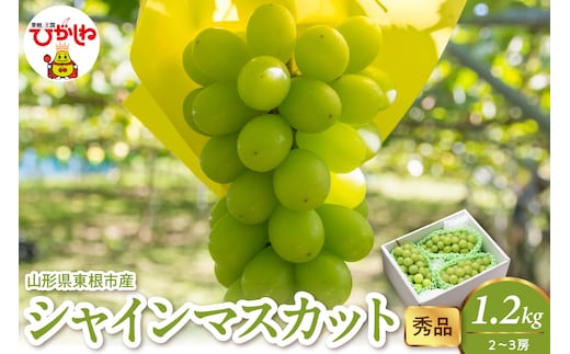 2026年産 シャインマスカット 1.2kg（2-3房） 秀品 山形県 東根市 hi082-058