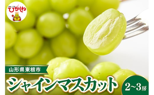 【令和8年産先行受付】 東根市産シャインマスカット 約1.2~1.3kg(2~3房入) ベジフルひがしね 山形県 東根市 hi104-002