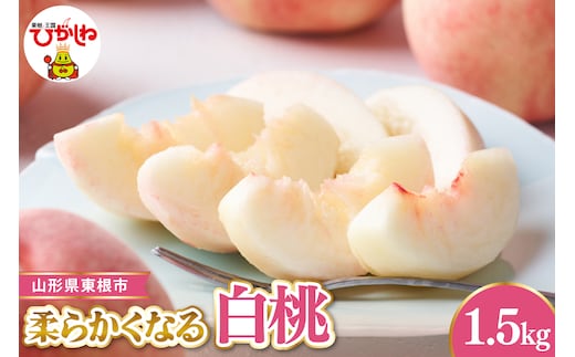 【令和8年産先行受付】 東根市産白桃 秀品 柔らかくなる桃 約1.5kg ベジフルひがしね 山形県 東根市 hi104-003