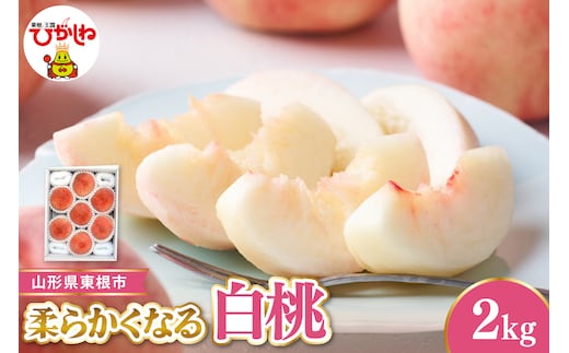 【令和8年産先行受付】 東根市産白桃 秀品 柔らかくなる桃 約2kg ベジフルひがしね 山形県 東根市 hi104-004