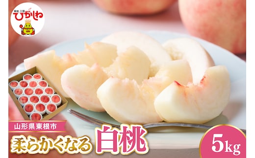 【令和8年産先行受付】 東根市産白桃 秀品 柔らかくなる桃 約5kg ベジフルひがしね 山形県 東根市 hi104-006