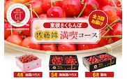 【2026年産 先行予約】 GI「東根さくらんぼ」 佐藤錦 満喫 コース (2026年4月下旬～5月中旬からスタート) 山形県 東根市　hi001-041