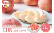 【2026年産 先行予約】 白桃 (品種おまかせ) 5kg 秀品 化粧箱入り 東根農産センター提供 山形県 東根市 hi027-259