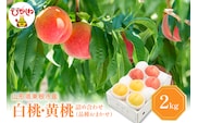 【2026年産 先行予約】 白桃＆黄桃 詰め合わせ (品種おまかせ) 2kg 秀品 化粧箱入り 東根農産センター提供 山形県 東根市 hi027-263