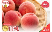 【2026年産】白桃 品種おまかせ 秀品2kg(硬め) 松栗提供 山形県 東根市 hi062-056