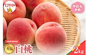 【2026年産】白桃 品種おまかせ 秀品2kg(やわらかめ) 松栗提供 山形県 東根市 hi062-057