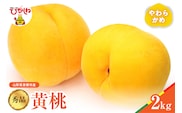 【2026年産】黄桃 品種おまかせ 秀品2kg(やわらかめ) 松栗提供 山形県 東根市 hi062-062