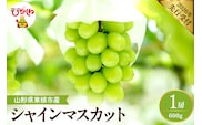 【2026年産先行予約】 シャインマスカット 約600g (1房入) 山形県 東根市 hi026-053