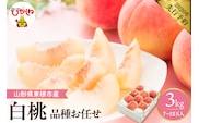 【2026年産先行予約】 採れたて白桃(品種お任せ) 約3kg (7～12玉) 山形県 東根市　hi026-055
