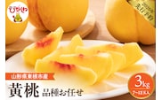 【2026年産先行予約】　採れたて黄桃(品種お任せ) 約3kg (7～12玉)晴天畑提供 山形県 東根市 hi026-057