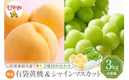 【2026年】東根市産 有袋黄桃（品種おまかせ）＆シャインマスカット 詰め合わせ 3kg 秀品 化粧箱入り 山形県 東根市 hi027-239