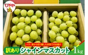【2026年産】シャインマスカット 訳ありバラ 約1kg 山形県 東根市 松栗提供 hi062-066