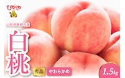 2026年産 白桃（柔らかめ） 1.5kg 秀品 山形県 東根市 hi082-047