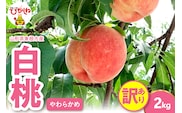 2026年産 【訳あり】白桃（柔らかめ） 2kg 山形県 東根市 hi082-051