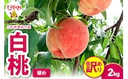 2026年産 【訳あり】白桃（硬め） 2kg 山形県 東根市 hi082-056