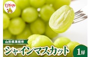 【令和8年産先行受付】 東根市産シャインマスカット 約700g(1房入) ベジフルひがしね 山形県 東根市 hi104-001