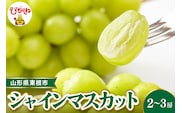 【令和8年産先行受付】 東根市産シャインマスカット 約1.2~1.3kg(2~3房入) ベジフルひがしね 山形県 東根市 hi104-002