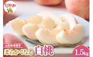 【令和8年産先行受付】 東根市産白桃　秀品 柔らかくなる桃 約1.5kg ベジフルひがしね 山形県 東根市 hi104-003