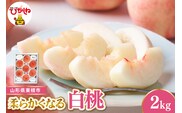 【令和8年産先行受付】 東根市産白桃　秀品 柔らかくなる桃 約2kg ベジフルひがしね 山形県 東根市 hi104-004