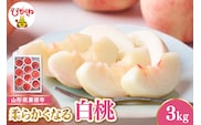 【令和8年産先行受付】 東根市産白桃　秀品 柔らかくなる桃 約3kg ベジフルひがしね 山形県 東根市 hi104-005