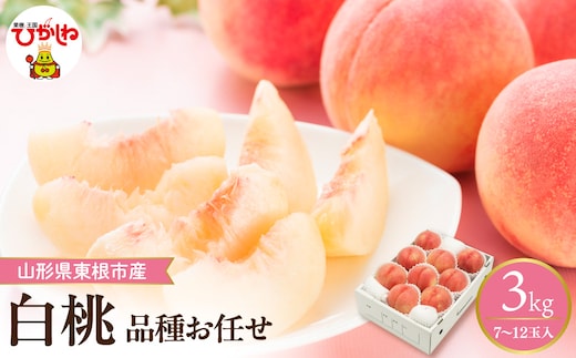 【2026年産】 採れたて白桃(品種お任せ) 約3kg (7～12玉) 山形県 東根市 hi026-055