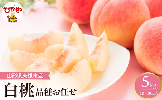 【2026年産】 採れたて白桃(品種お任せ) 約5kg (12～18玉) 山形県 東根市 hi026-056