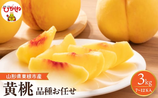 【2026年産先行予約】 採れたて黄桃(品種お任せ) 約3kg (7～12玉)晴天畑提供 山形県 東根市 hi026-057