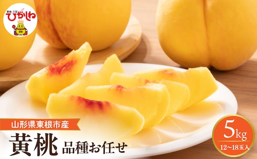 【2026年産先行予約】 採れたて黄桃(品種お任せ) 約5kg (12～18玉)晴天畑提供 山形県 東根市 hi026-058
