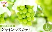 【2026年産先行予約】 シャインマスカット 約600g (1房入) 山形県 東根市 hi026-053