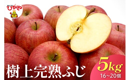 【2026年産】 樹上完熟ふじりんご 赤秀 5kg箱（16、18、20個詰め） 山形県 東根市 JA提供 hi001-051