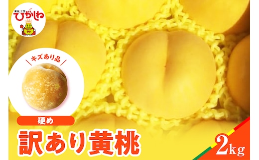 【2026年産】黄桃 品種おまかせ 訳あり2kg(硬め)松栗提供 山形県 東根市 hi062-063