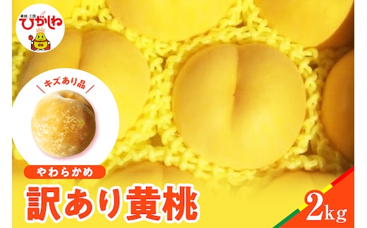 【2026年産】黄桃 品種おまかせ 訳あり2kg(やわらかめ) 松栗提供 山形県 東根市 hi062-064