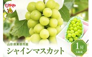 2026年ぶどう「シャインマスカット」秀品 化粧箱入り 1房(約600g) 東根農産センター提供 山形県 東根市 hi027-233