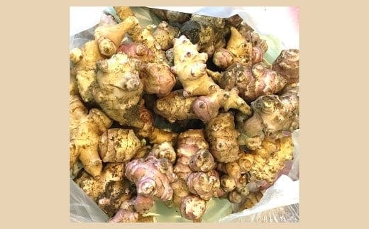 生 菊芋 2kg 《令和7年11月上旬～発送》 『漆山果樹園』 山形県 南陽市 [852]