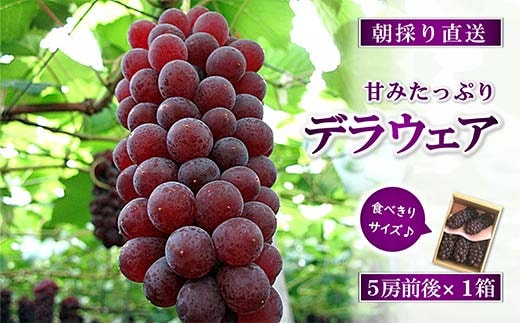 【令和8年産先行予約】 朝どりデラウェア 1箱 (5房前後入り) 《令和8年7月中旬～発送》 『漆山果樹園』 葡萄 ぶどう ブドウ 種なし 新鮮 果物 フルーツ デザート 山形県 南陽市 [660]