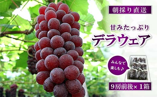 【令和8年産先行予約】 朝どりデラウェア 1箱 (9房前後入り) 《令和8年7月中旬～発送》 『漆山果樹園』 葡萄 ぶどう ブドウ 種なし 新鮮 果物 フルーツ デザート 山形県 南陽市 [661]